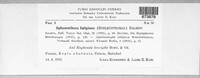Podosphaera fuliginea image